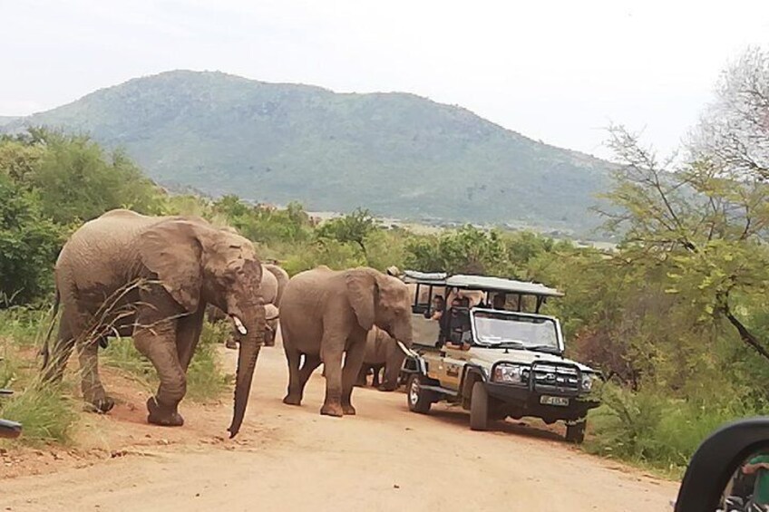 Pilannesburg Game Reserve and Sun City Full Day Tour from Johannesburg Private