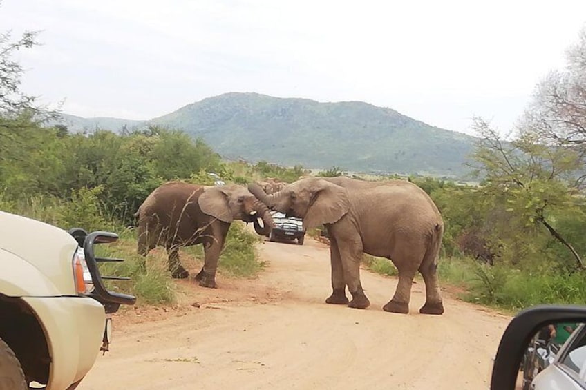 Pilannesburg Game Reserve and Sun City Full Day Tour from Johannesburg Private