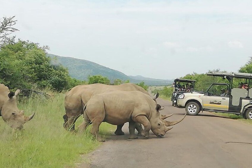 Pilannesburg Game Reserve and Sun City Full Day Tour from Johannesburg Private