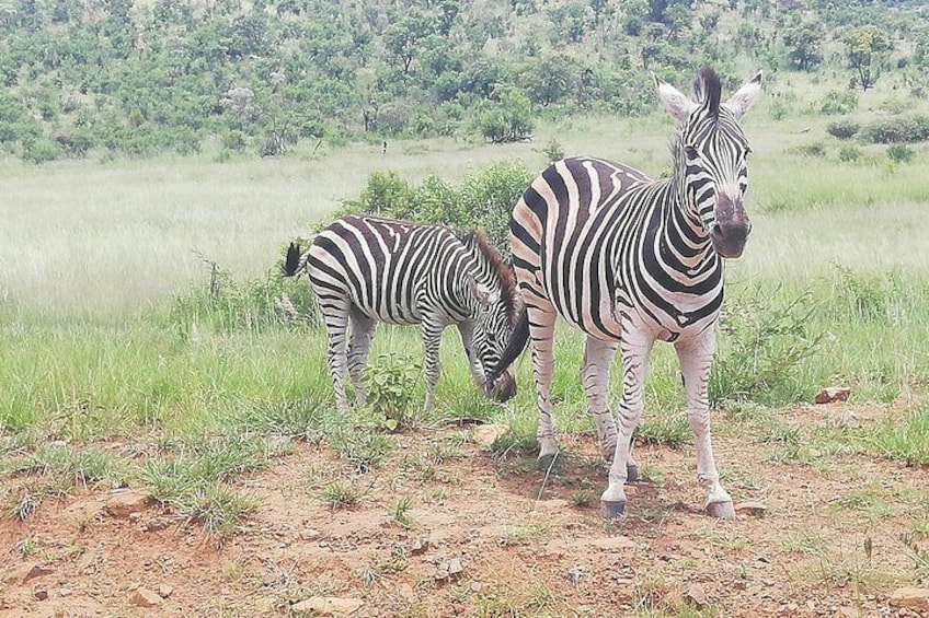 Kruger National Park Safari with Panorama 4 Days Private