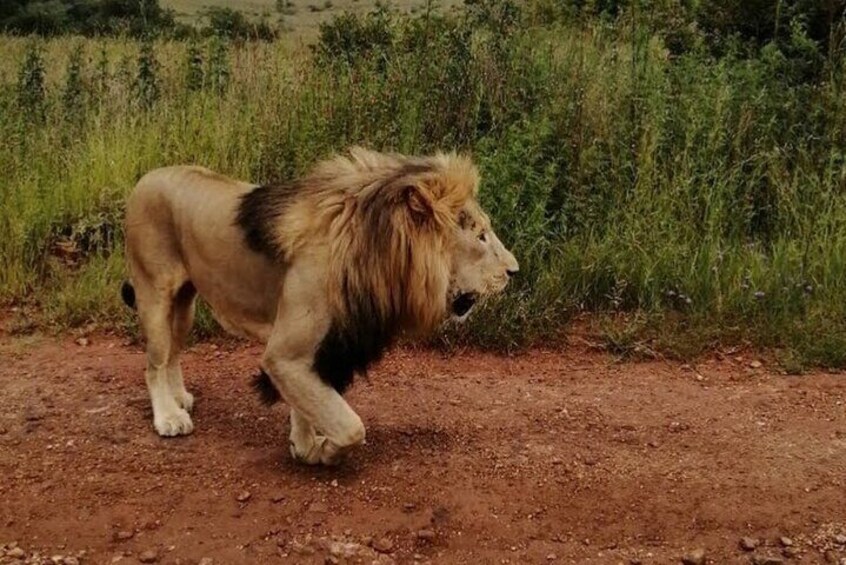 Kruger National Park Safari with Panorama 4 Days Private