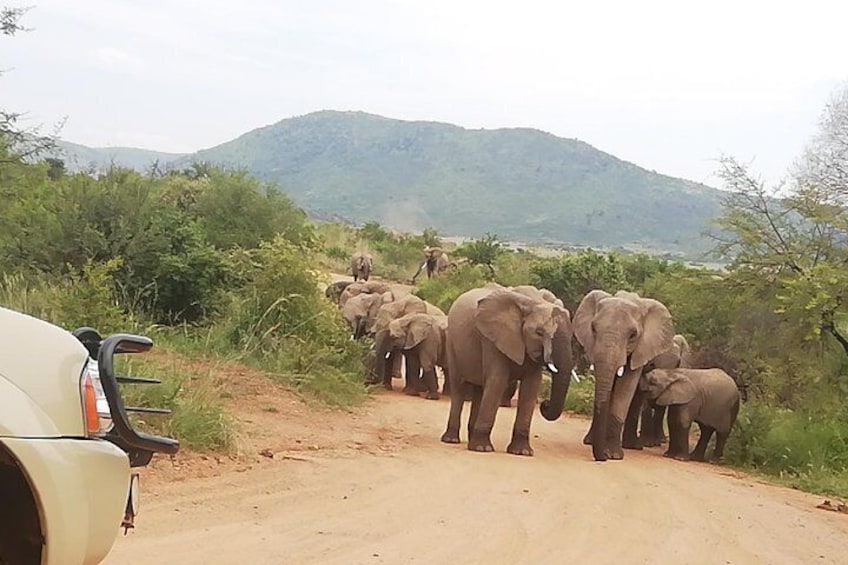 Kruger National Park Safari with Panorama 4 Days Private