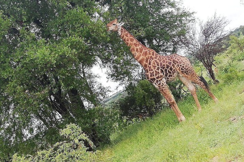 Kruger National Park Safari with Panorama 4 Days Private