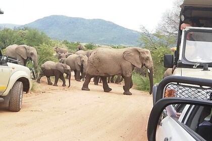 2 Days Pilanesberg Safari 4 star lodge