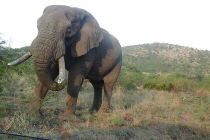 Johannesburg History Tour and Kruger National Park Safari 5 days Package