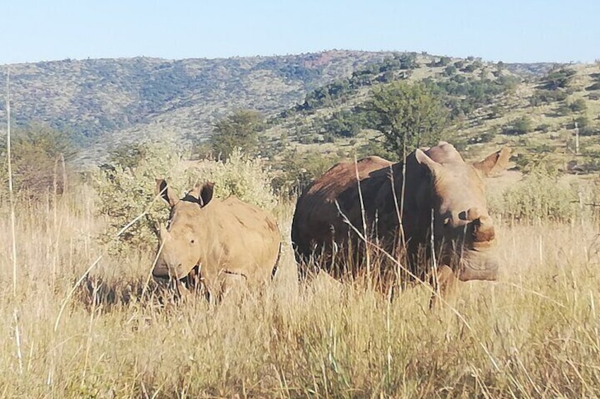 Pilanesberg full day safari private