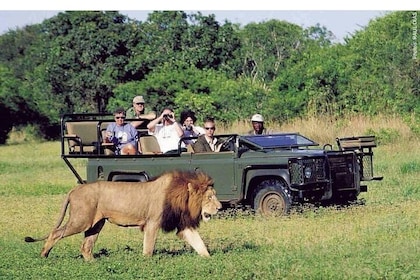 Safari privé d'une journée au Pilanesberg