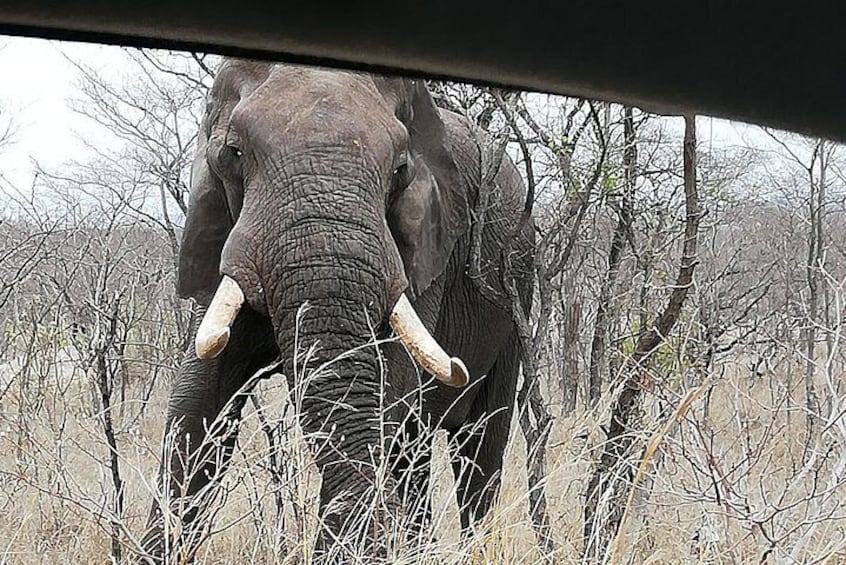 Mornings or Afternoon Pillanesberg National Park Safari 4x4 Jeep Private