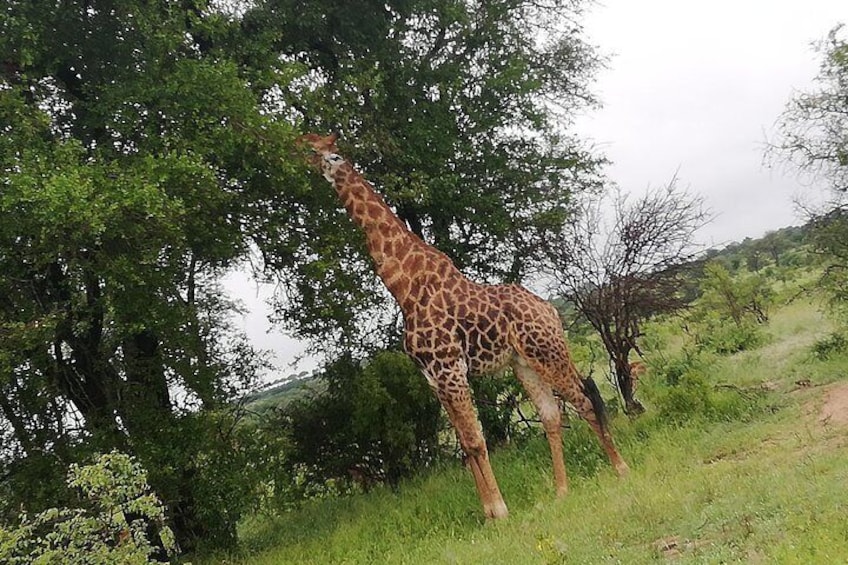 Mornings or Afternoon Pillanesberg National Park Safari 4x4 Jeep Private