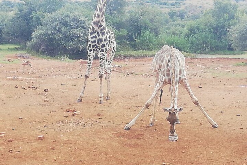 Pilanesberg full day safari private