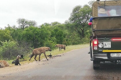 Parque Nacional Kruger 3 días 2 noches Safari clásico desde Johannesburgo P...