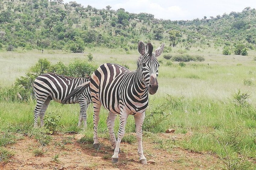 Tented 4-Days Kruger Park Safari from Johannesburg