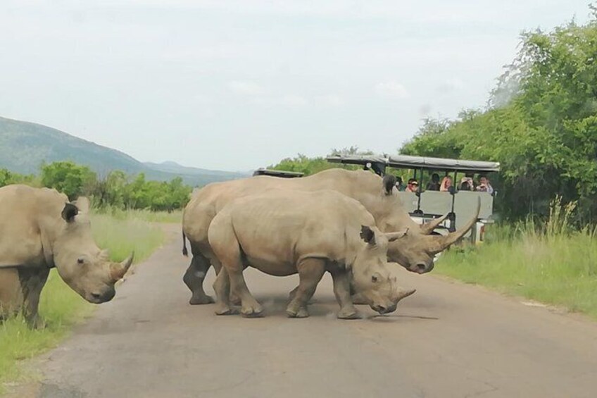 Tented 4-Days Kruger Park Safari from Johannesburg