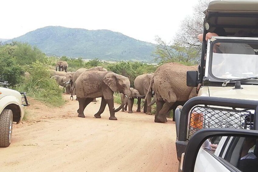 Tented 4-Days Kruger Park Safari from Johannesburg