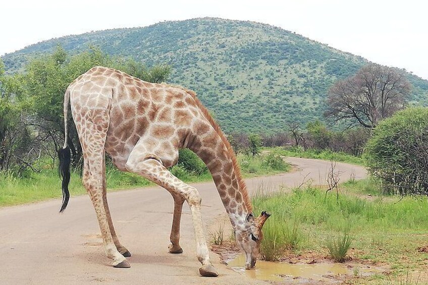 Tented 4-Days Kruger Park Safari from Johannesburg