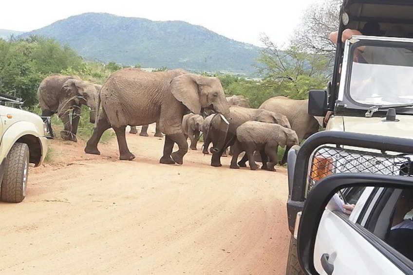 Tented 4-Days Kruger Park Safari from Johannesburg