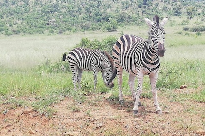 Tented Pilanesberg safari 2-Day from Johannesburg R3990