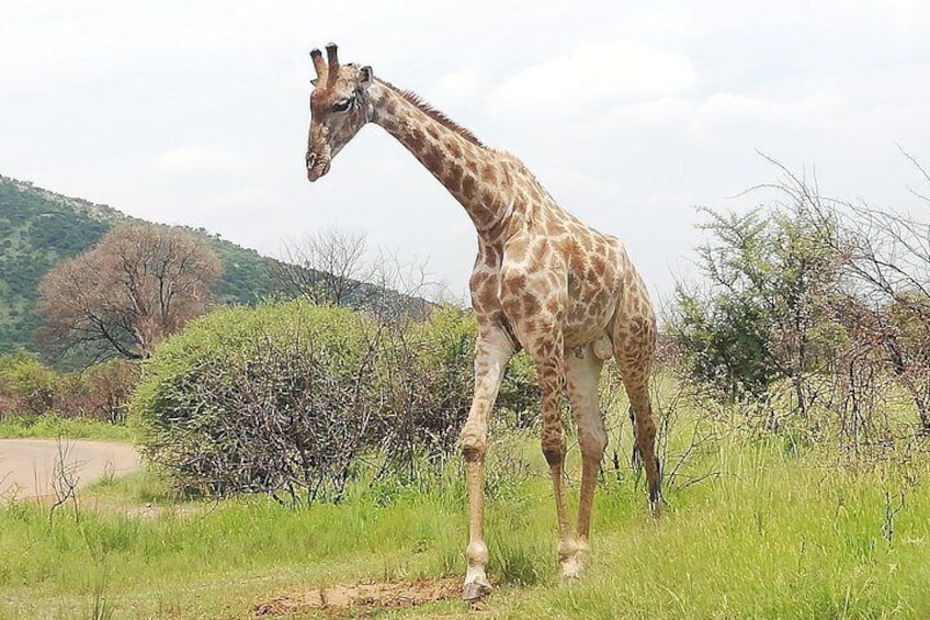 Tented Kruger Park Safari 3-day from Johannesburg or Pretoria R9450