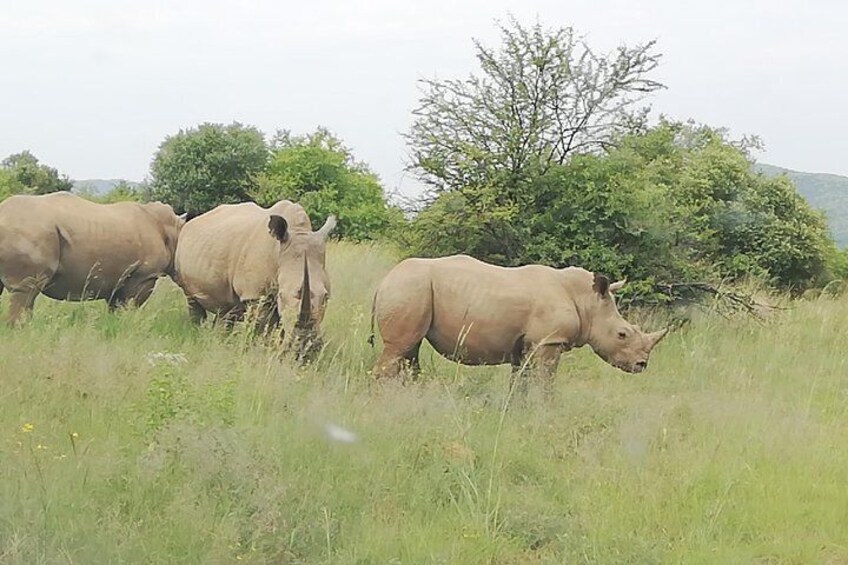 Tented Kruger Park Safari 3-day from Johannesburg or Pretoria R9450