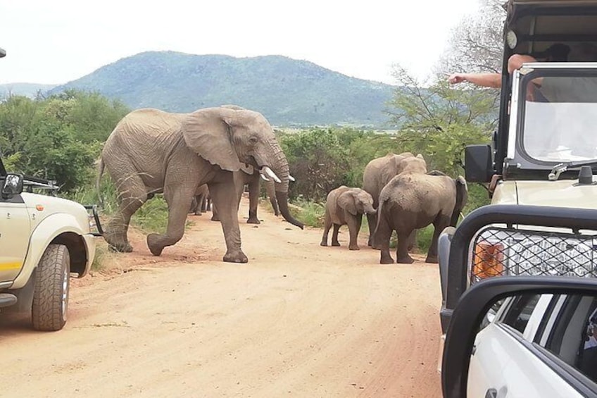 Tented Kruger Park Safari 3-day from Johannesburg or Pretoria R9450