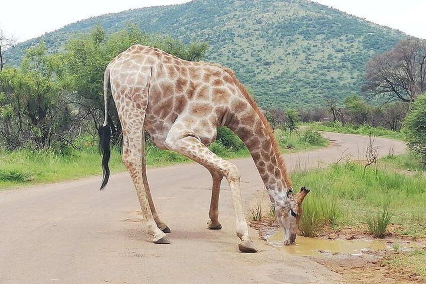 Tented Kruger Park Safari 3-day from Johannesburg or Pretoria R9450