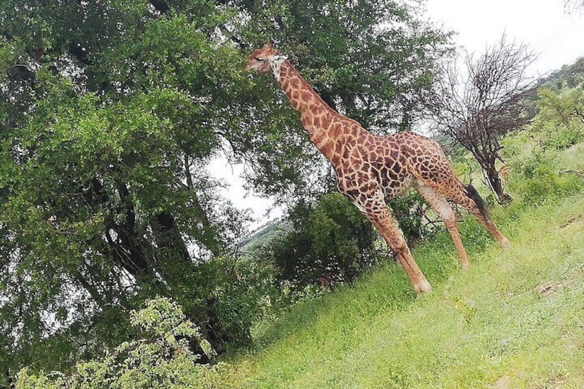 Tented Kruger Park Safari 3-day from Johannesburg or Pretoria R9450