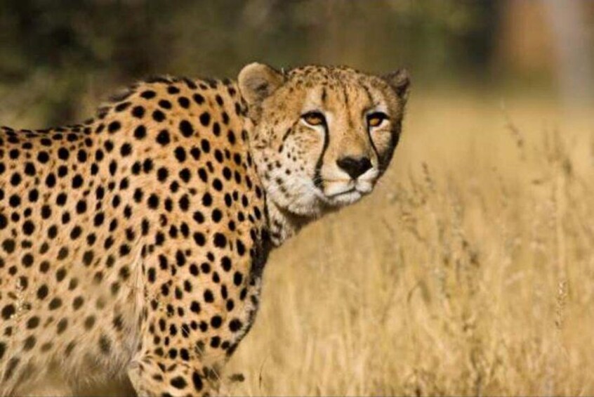 Kruger National Park 3 Days 2 Nights Classic Safari from Johannesburg Private 