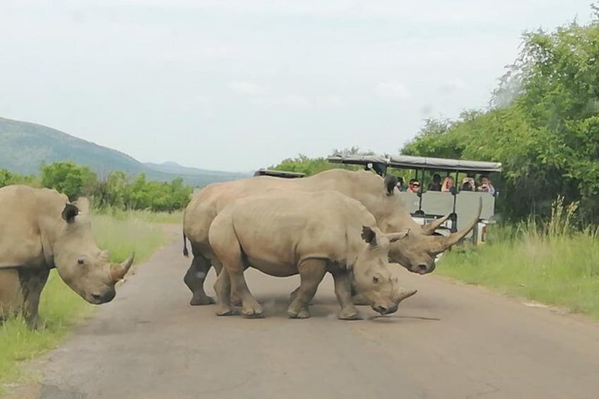 Kruger National Park 3 Days 2 Nights Classic Safari from Johannesburg Private 