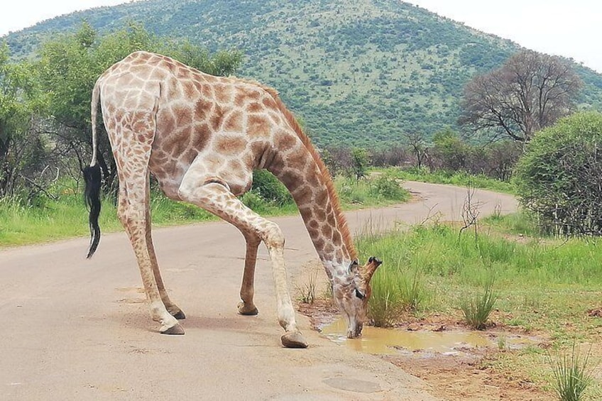  Pilanesberg Safari 3 Days 4 Star Private 