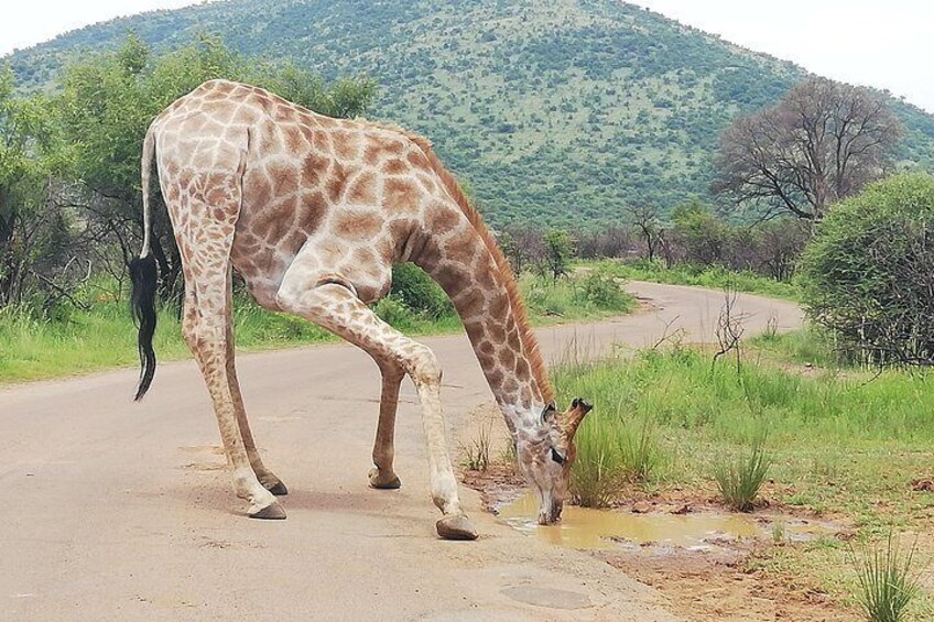 Pilanesberg Safari 3 Days 4 Star Private