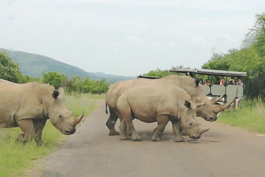 Pilanesberg Safari 3 Days 4 Star Private