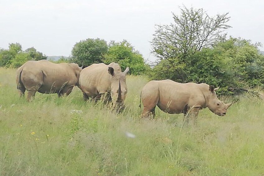 Pilanesberg Safari 3 Days 4 Star Private