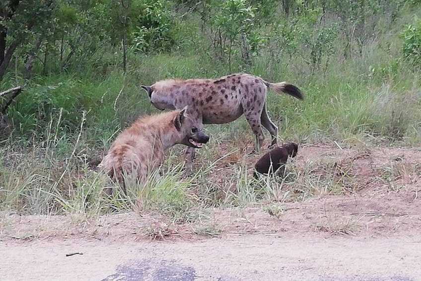 Pilanesberg Safari 3 Days 4 Star Private