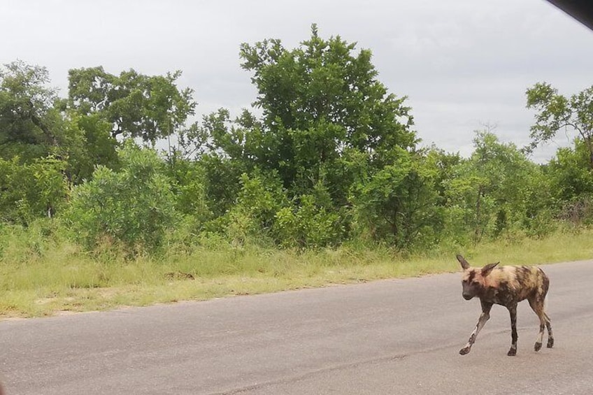 Pilanesberg Safari 3 Days 4 Star Private