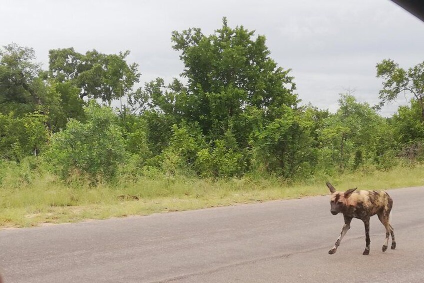 Pilanesberg Safari 3 Days 4 Star Private