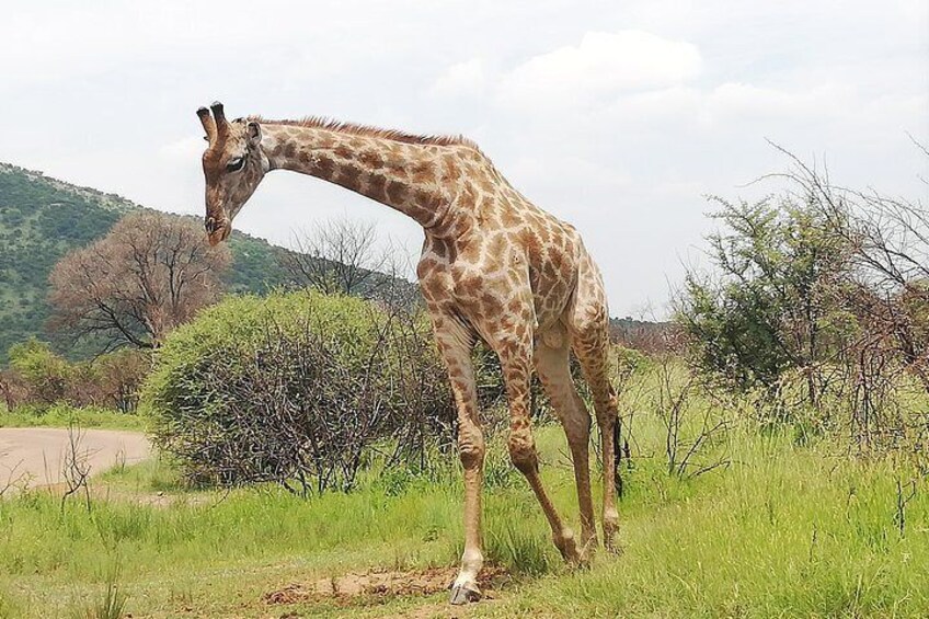 Pilanesberg Safari 3 Days 4 Star Private