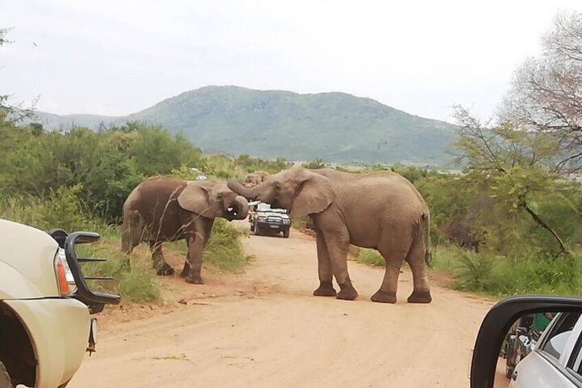 Pilanesberg Safari 3 Days 4 Star Private