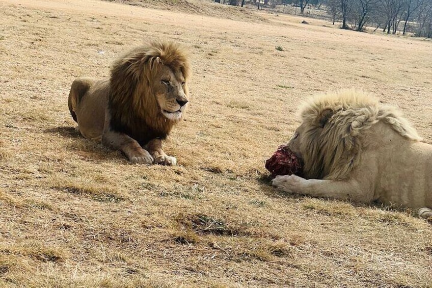 Soweto Tour and Lion Safari Park
