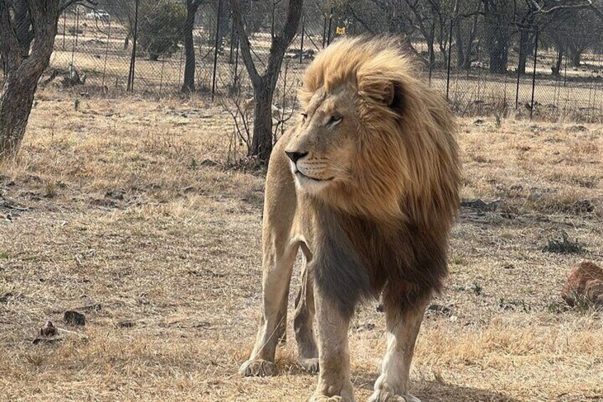Soweto Tour and Lion Safari Park