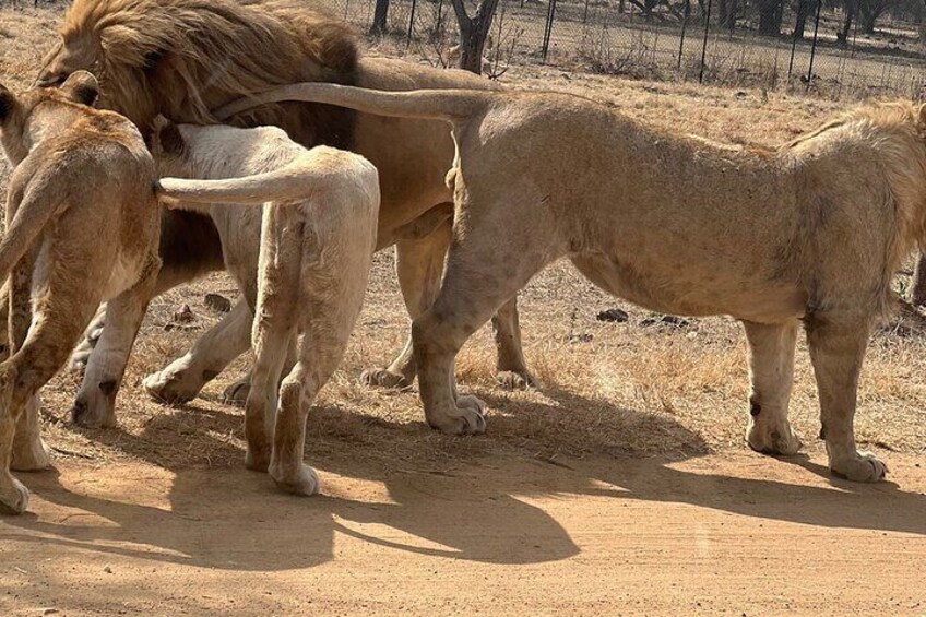 Soweto Tour and Lion Safari Park