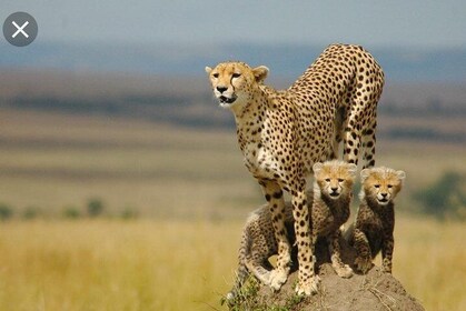 De Wildt Cheetah and Wildlife Centre Private Safari (Private)