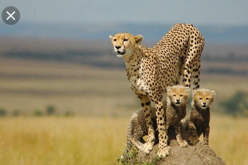  De Wildt Cheetah and Wildlife Centre Private Safari (Private) 