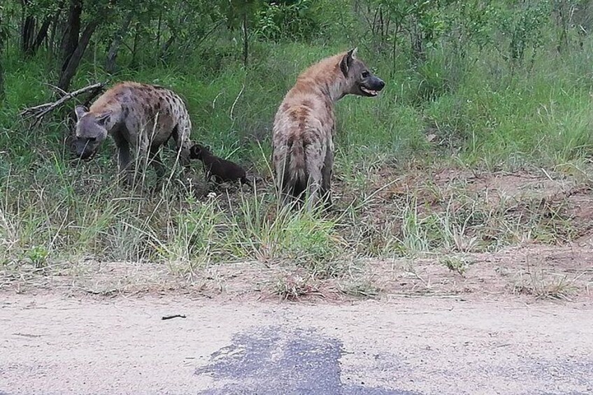 One day Kruger National Park tour Private