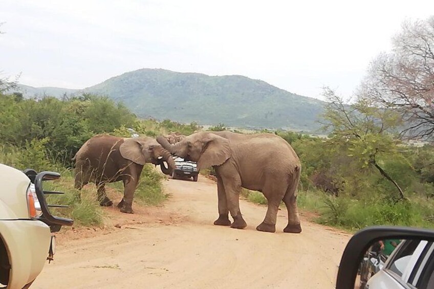 One day Kruger National Park tour Private