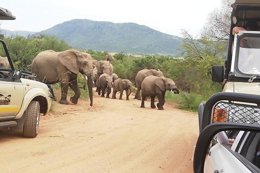 Full-Day Pilanesberg National Park Safari from Johannesburg and Pretoria