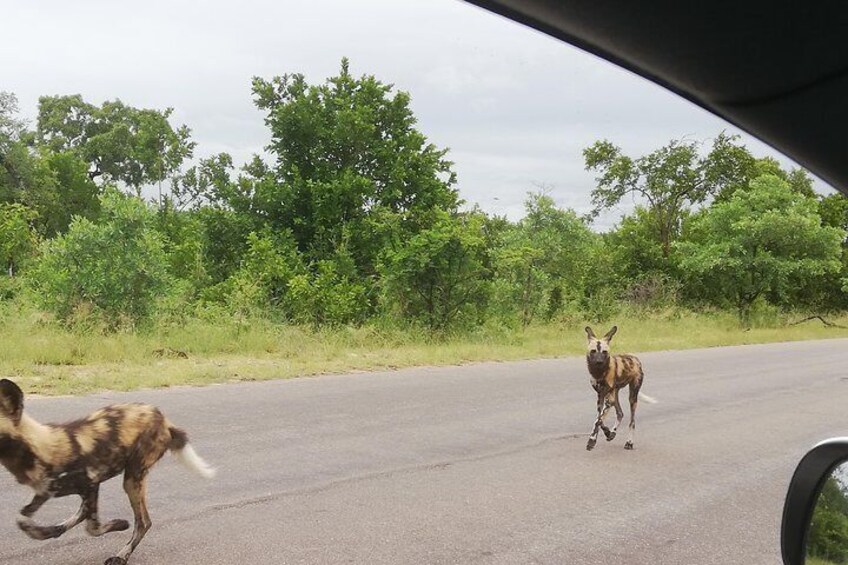 Full-Day Pilanesberg National Park Safari from Johannesburg and Pretoria
