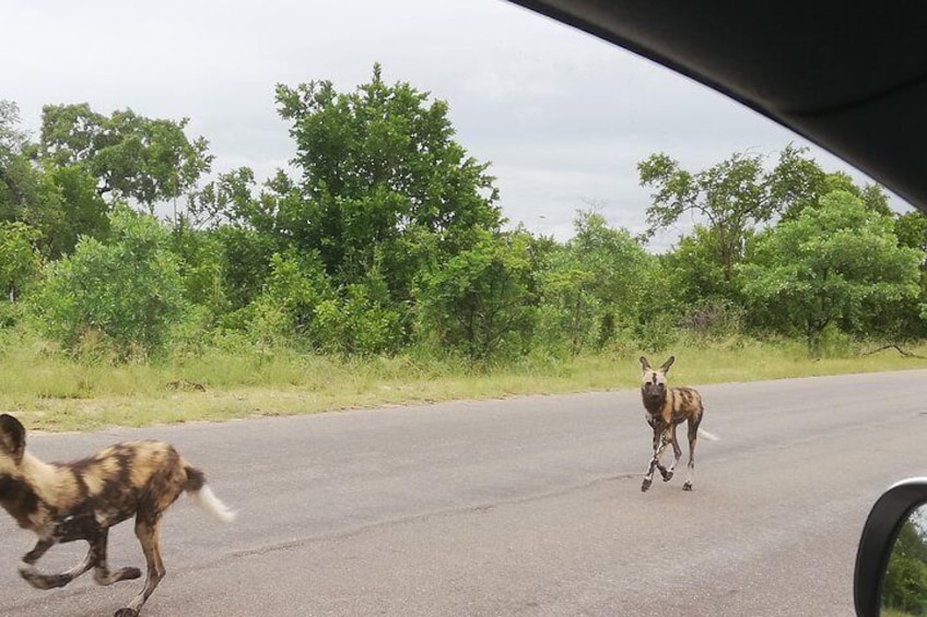 Full-Day Pilanesberg National Park Safari from Johannesburg and Pretoria