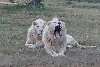 Full-Day Pilanesberg National Park from Johannesburg and Pretoria
