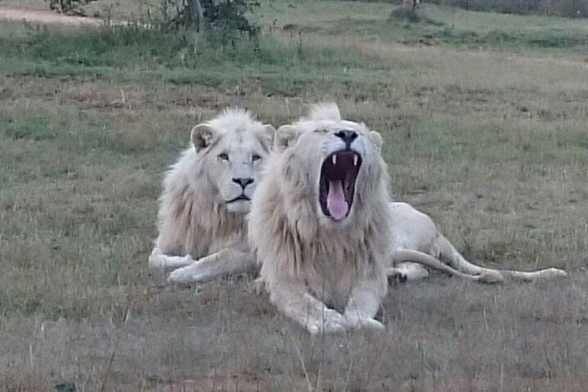 Full-Day Pilanesberg National Park Safari from Johannesburg and Pretoria
