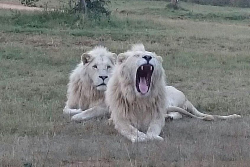 Full-Day Pilanesberg National Park Safari from Johannesburg and Pretoria